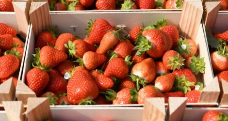 Des fraises de Plougastel-Daoulas, en Bretagne.