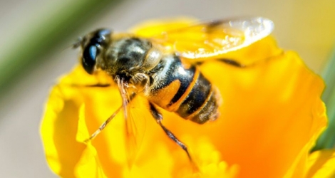 La vente de deux pesticides accusés de présenter un risque pour les abeilles interdite en France.