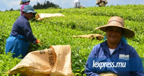 La plupart des cueilleurs de thé sont âgés de plus de 60 ans. Et la relève n’est certainement pas assurée…