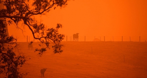Plus de 500 millions d’animaux sont déjà morts en Australie en raison des feux de brousse.