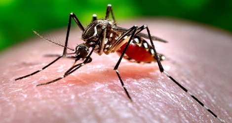 Si le coronavirus se propage dans l’air, pour la dengue, il faut un moustique.