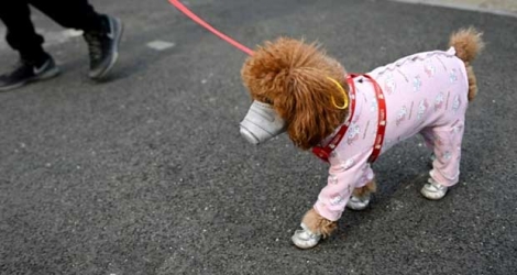 Un chien protégé par un masque contre le coronavirus avance dans les rues de Pékin, le 13 février 2020.
