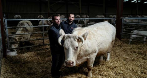 Jean-Marie Goujat (d) et son frère Laurent avec leur vache Idéale, le 27 janvier 2020 dans leur ferme de Cours-la-Ville, dans le Rhône.