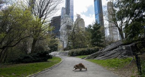 Un raton laveur se promène dans un Central Park presque désert le 16 avril 2020.
