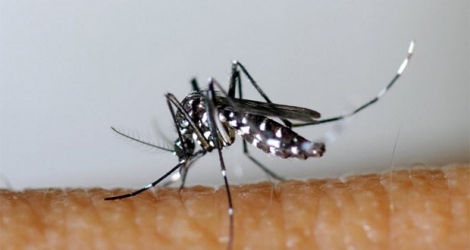 La dengue et le chikungunya sont des infections virales transmises par les moustiques.