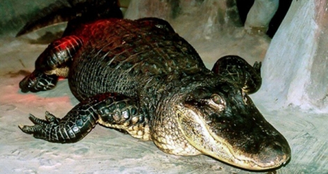 Photo transmise par le zoo de Moscou le 24 mai 2020 de l'alligator Saturne, prise au zoo moscovite à une date indéterminée.