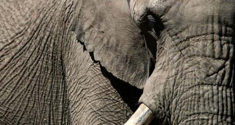 Un éléphant du parc animalier de Thoiry, le 29 mai 2020.