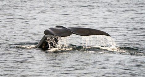 Une baleine franche en Atlantique nord au large de Cape Cod dans le Massachusetts, le 14 avril 2020.