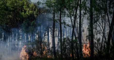 Incendie de forêt à Le Tuzan, le 27 juillet 2020 en Gironde.