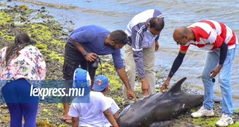 Des habitants de la région étaient nombreux pour constater de visu les dauphins qui se sont échoués sur le rivage.