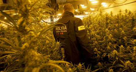 Un policier catalan dans une plantation illégale de marijuana à Martorell, près de Barcelone, le 6 octobre 2020.
