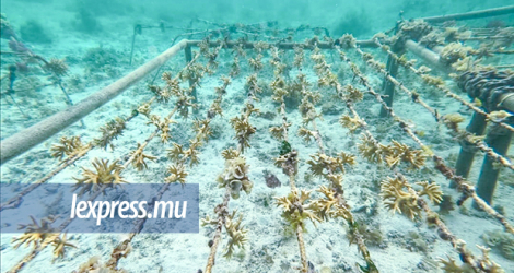 La transplantation de corail vise à recréer des récifs et d’établir un habitat pour les espèces marines.