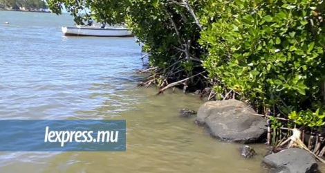 La «mangrove watch» intensifiera le suivi des mangroves fragilisées suivant le déversement d’hydrocarbures dans la région.
