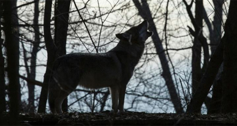 Un loup dans un centre de conservation dans l'Etat de New York, le 6 décembre 2020. afp.com - Kena Betancur
