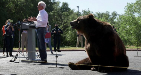Le candidat républicain John Cox et l'ours kodiak Tag, 500 kg, lors d'un meeting de campagne à Sacramento (Californie) le 4 mai 2021. afp.com - JUSTIN SULLIVAN