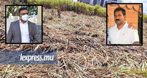 Le champ de cannes à Telfair, Moka, où le corps partiellement calciné de Soopramanien Kistnen a été retrouvé le 18 octobre 2020.