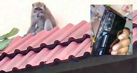 En quête de nourriture, les singes mordillent les téléphones portables et les télécommandes qu’ils volent.