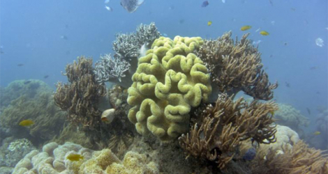 Des coraux sur la Grande barrière de corail, en Australie, en 2014.