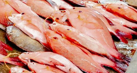 Le poisson bourgeois des Seychelles, jusque-là réservé aux hôtels, sera désormais disponible pour le grand public.