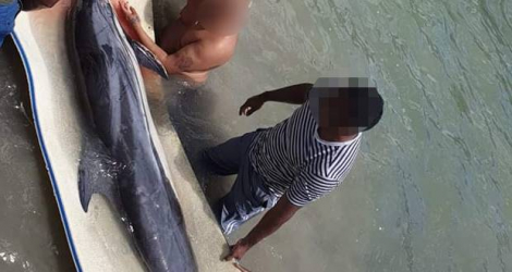 Des pêcheurs ont essayé en vain d’aider le jeune cétacé, hier.