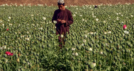 Une plantation de pavot au district de Zhari à Kandahar, en Afghanistan, le 28 mars 2022.