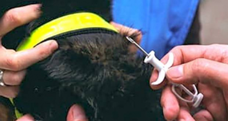 L’implantation se fait à l’aide d’une seringue et ne représente aucun problème de santé pour l’animal.