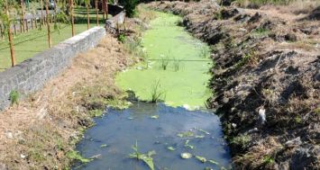 Les Salines : un cours d’eau a été peu à peu envahi par une substance verdâtre et nauséabonde. Résultat : le ruisseau s’asphyxie.