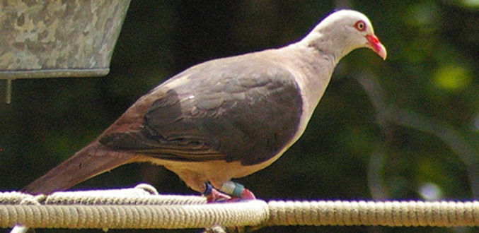 Jeune Oiseau Voisin Du Pigeon En 10 Lettres