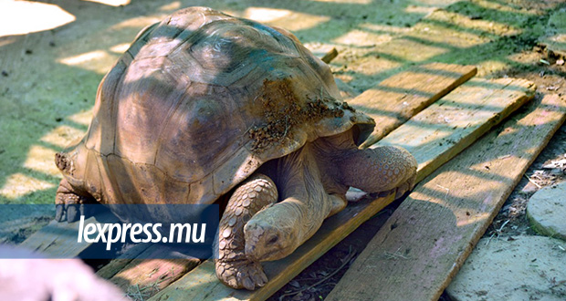 Does this turtle look away from seeing the clutter that reigns in some places in his garden?