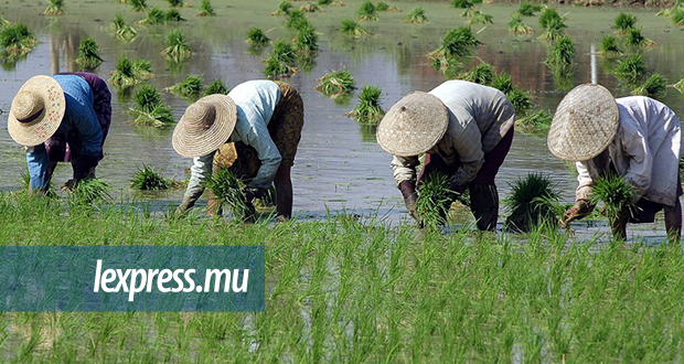Les effets du changement climatique dans les pays exportateurs de riz pourraient impacter le porte-monnaie…