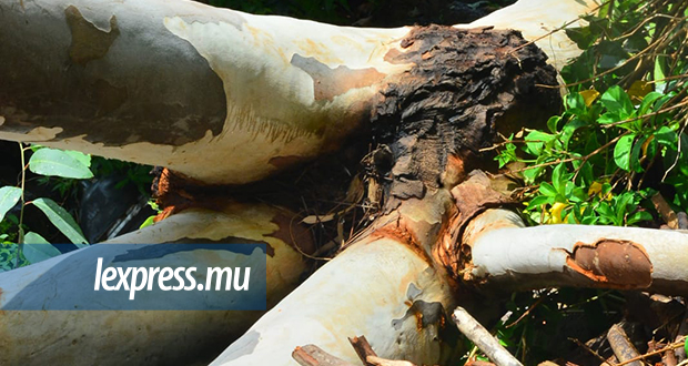 Roches-Noires: une branche d’eucalyptus tue l’unique fille de la famille Seewoosungkur