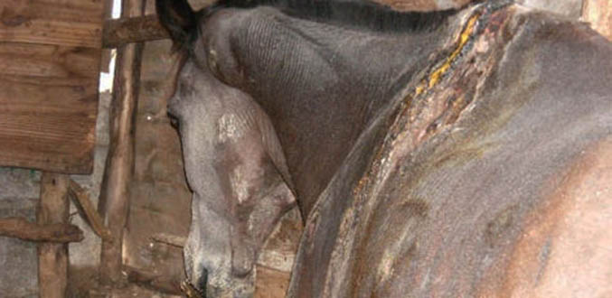 La MSPCA récupère des chevaux maltraités