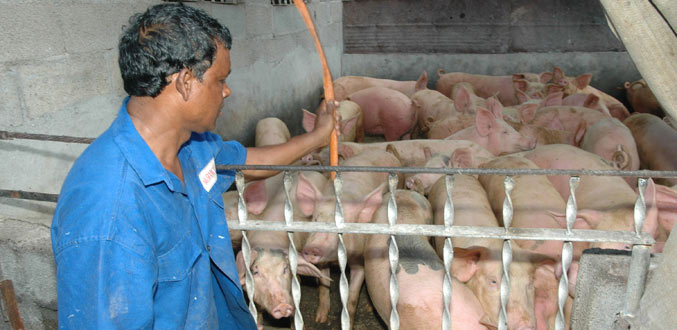 Les éleveurs de porc réclament la réouverture de la Richelieu Livestock Factory
