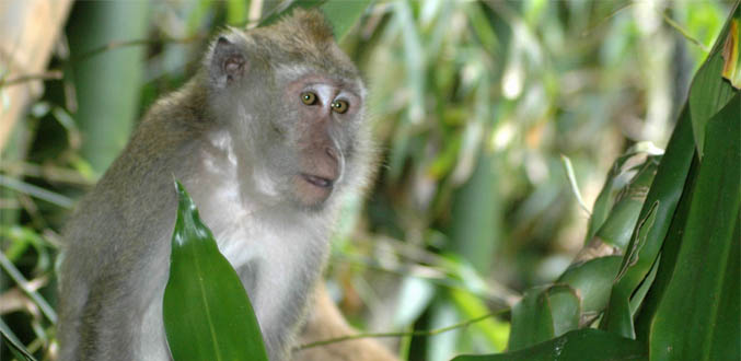Elevage de singes : La société mauricienne Bioculture va en appel