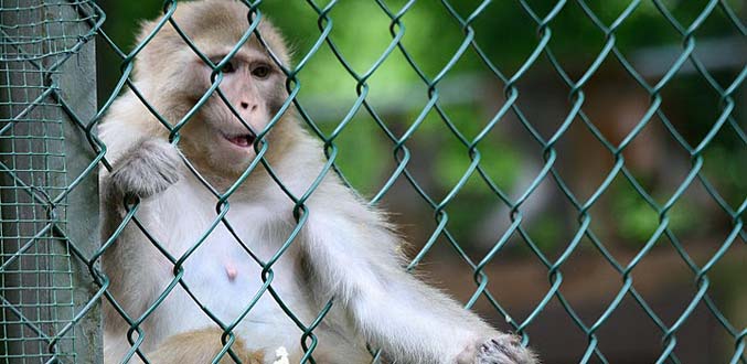 Prima Cyno, un nouveau venu, veut se lancer dans l’exportation de singes
