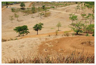 Réunion : 100 000 plantes pour restaurer la forêt de la Grande Chaloupe