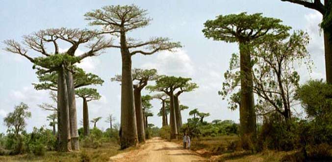 Madagascar : hausse de 17,9% des arrivées touristiques