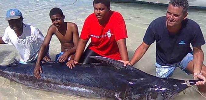 Trou-aux-Biches : Un adolescent pêche un marlin de 250 kg