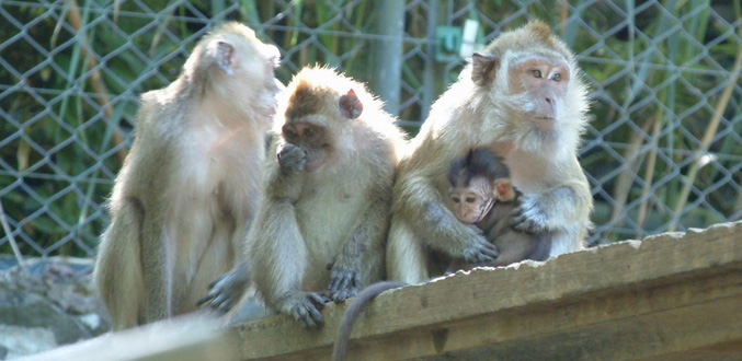 Vivisection : Biodia Company Ltd reçoit l’aval des autorités pour élever 8 724 macaques