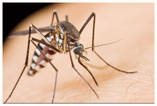 La Réunion : Invasion record de moustiques