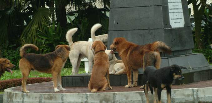 Satish Faugoo : « 200 000 chiens errants recensés à travers le pays »