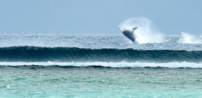 Une baleine aperçue à 1 000 mètres de la plage du Morne