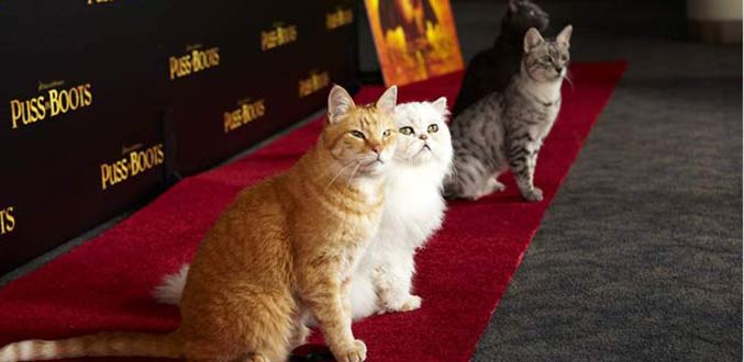 Cinéma : « Le Chat Potté » à voir dans les salles du Star