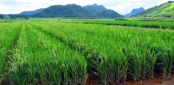 Le riz ‘Made in Mauritius’ bientôt sur le marché local
