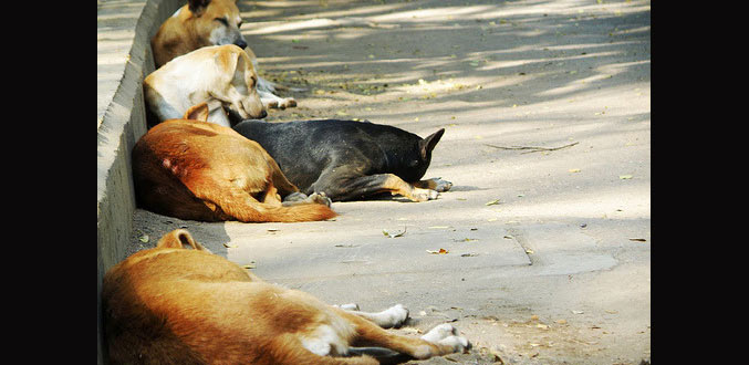 Le Sri-Lanka autorise la mise à mort de 3 000 chiens errants