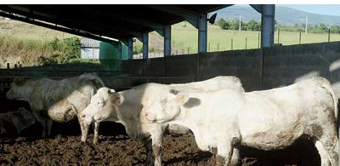 La Réunion-élevage : les effluents produiront de l’énergie