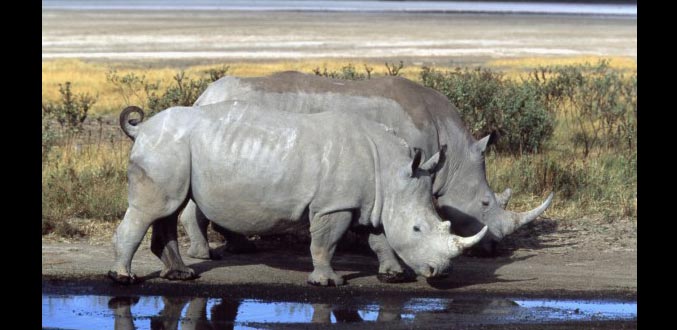 Afrique du sud :  Une clôture de 150 km pour protéger les rhinocéros