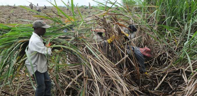 MSIRI : L’agriculture première victime de l’empiétement des espaces naturels