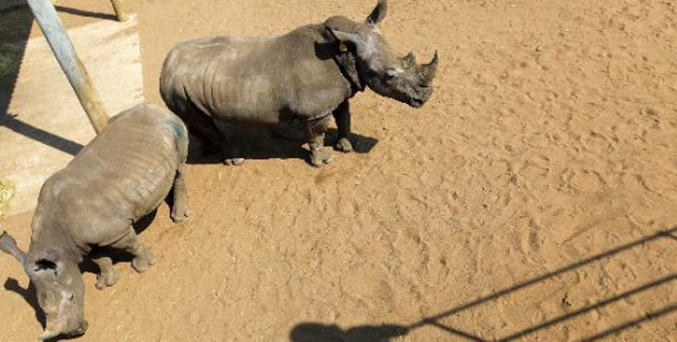 Afrique du Sud : la chasse au braconnage de rhinocéros s’intensifie