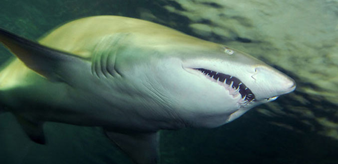 Afrique du Sud: Un requin de cinq mètres tue un jeune bodyboarder